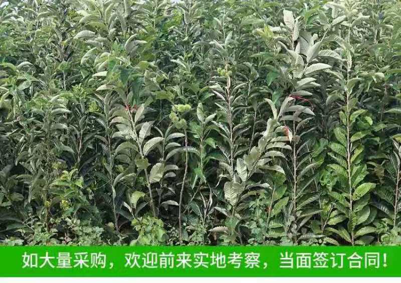 板栗树苗嫁接大红袍板栗树苗当年结果盆栽地载南北方