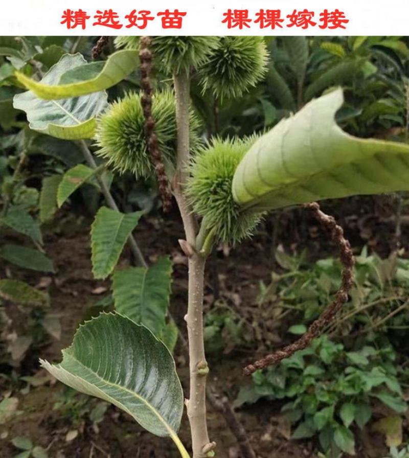 板栗树苗嫁接大红袍板栗树苗当年结果盆栽地载南北方