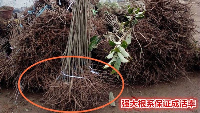 板栗树苗嫁接大红袍板栗树苗当年结果盆栽地载南北方