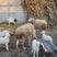 【促销】小尾寒羊种公羊，怀孕母羊，高产多胎大体型包技术