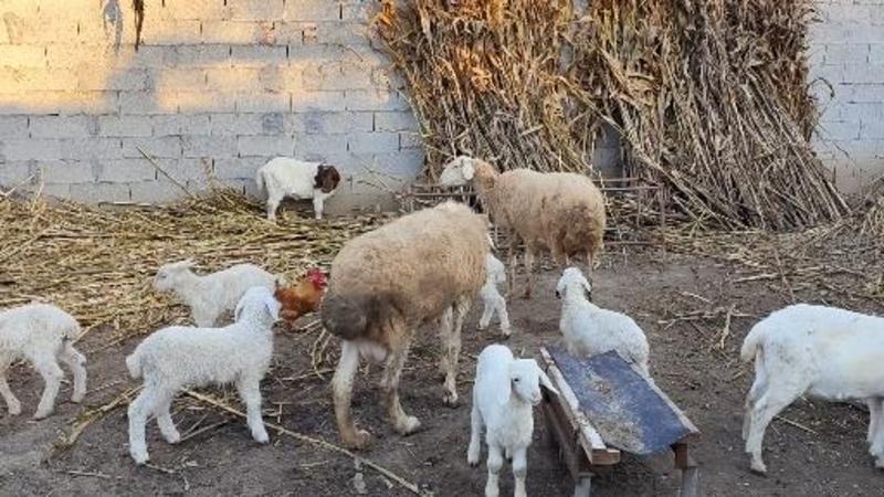 【促销】小尾寒羊种公羊，怀孕母羊，高产多胎大体型包技术