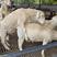 澳洲白羊，体型大，长势快，出肉率高，抗病强两只起全国包邮