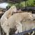 澳洲白羊，体型大，长势快，出肉率高，抗病强两只起全国包邮