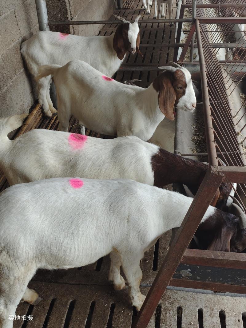 波尔山羊，种公羊，怀孕母羊1000元一只两只起全国包邮
