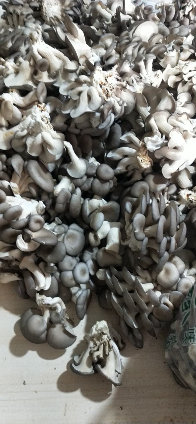 精品秀珍菇基地直销，量大从优，欢迎各地老板咨询问价。