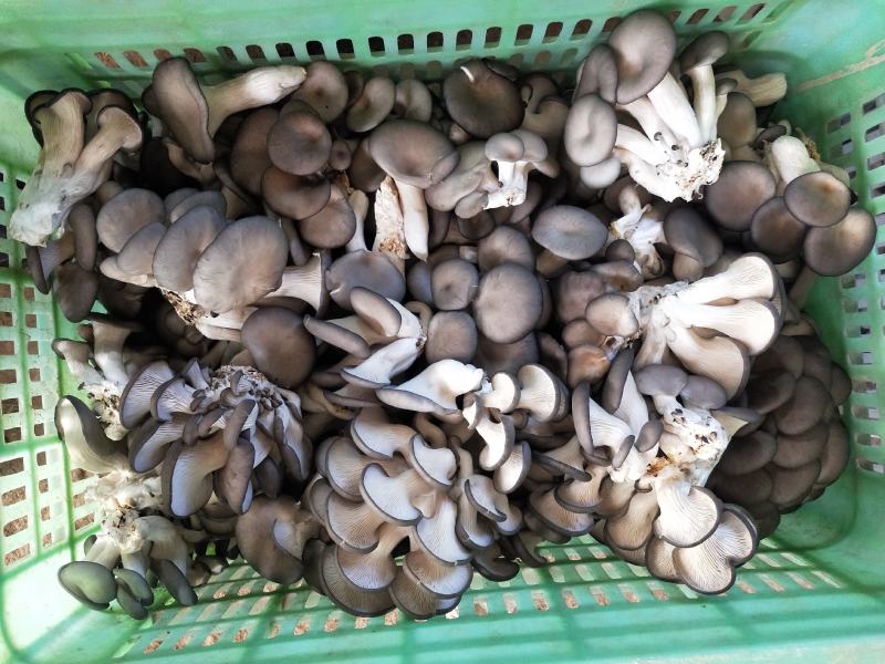 精品秀珍菇基地直销，量大从优，欢迎各地老板咨询问价。