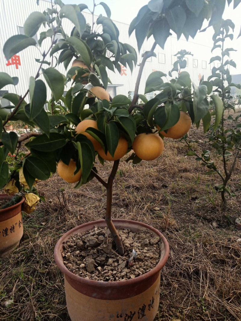 梨树苗金果梨苗晚熟特大果型丰产含糖度高金果梨树苗基地