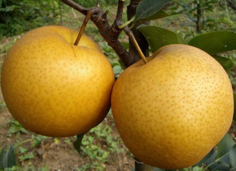 梨树苗金果梨苗晚熟特大果型丰产含糖度高金果梨树苗基地