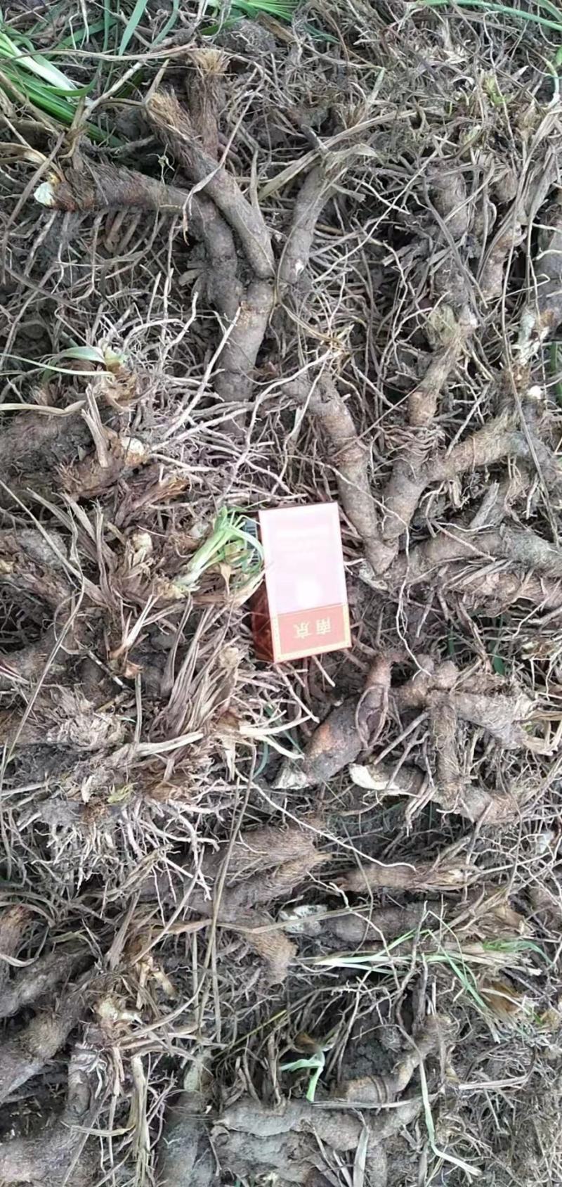 大量收购鲜知母以质论价