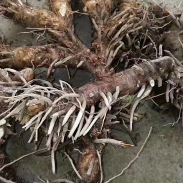 大量收购鲜知母以质论价