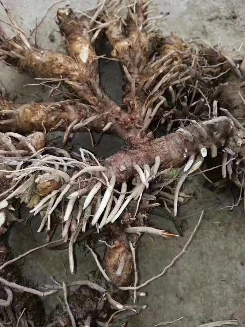 大量收购鲜知母以质论价