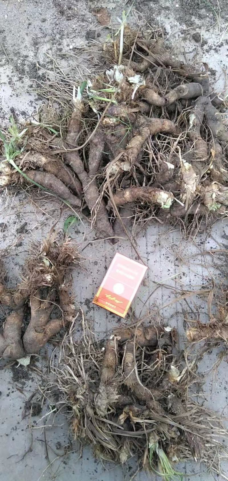 大量收购鲜知母以质论价
