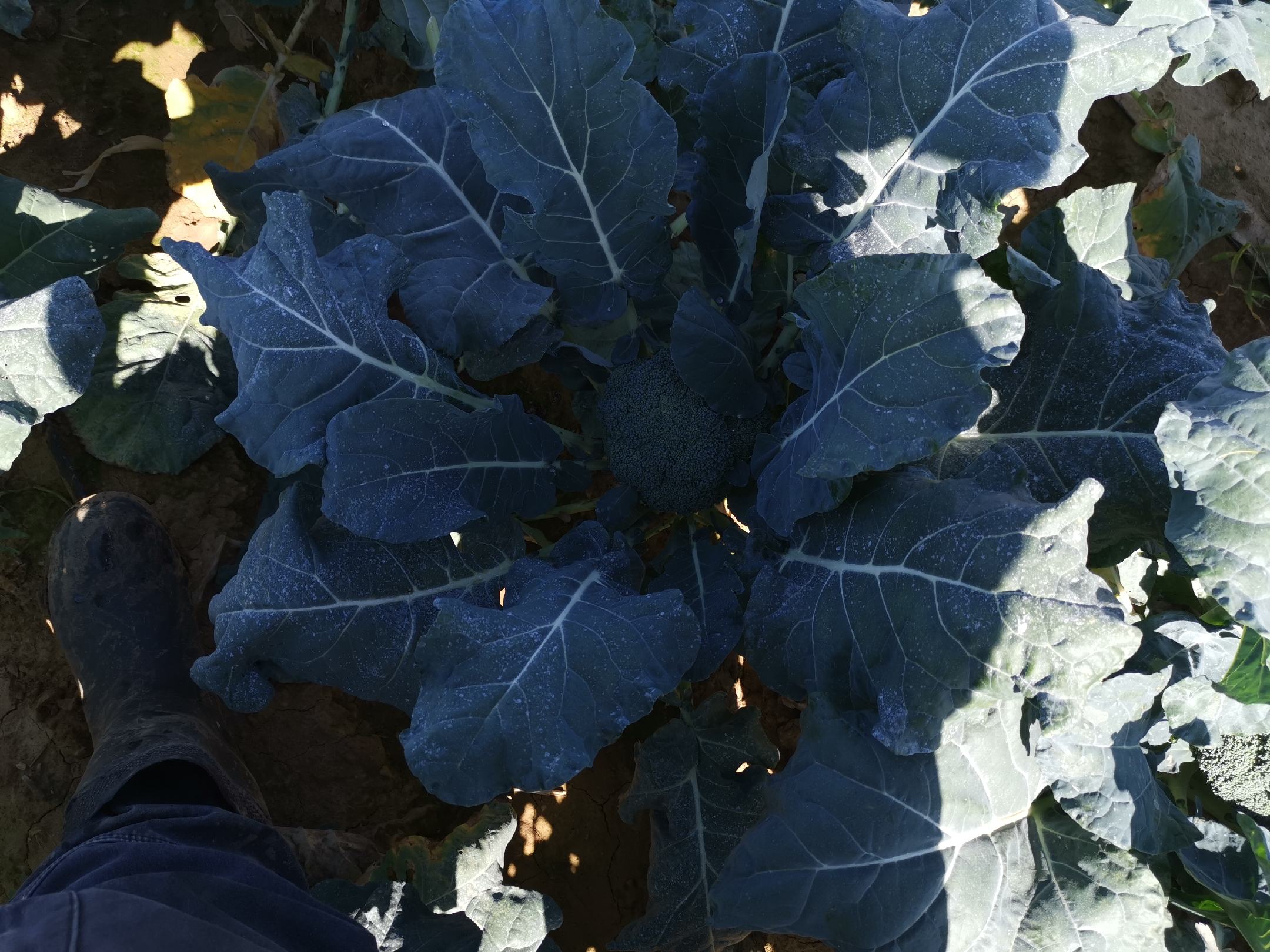 西兰花整体结构示意图