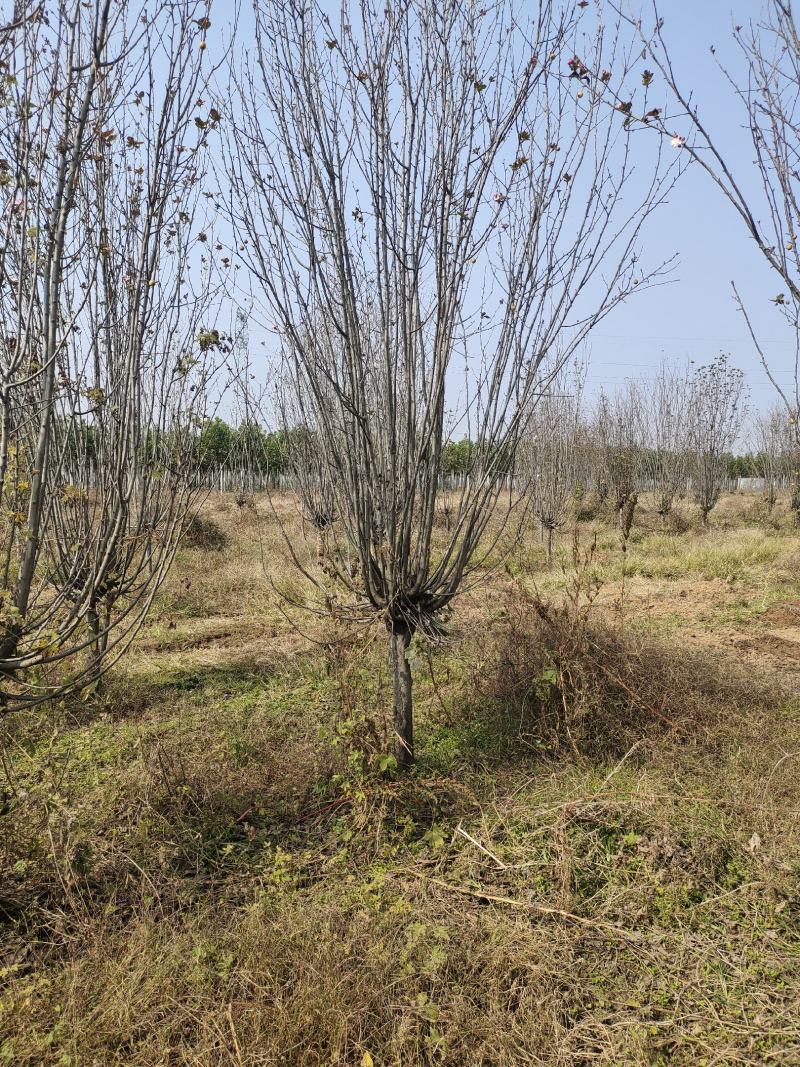 西服海棠8公分10公分12公分，15公分，北美海棠12公