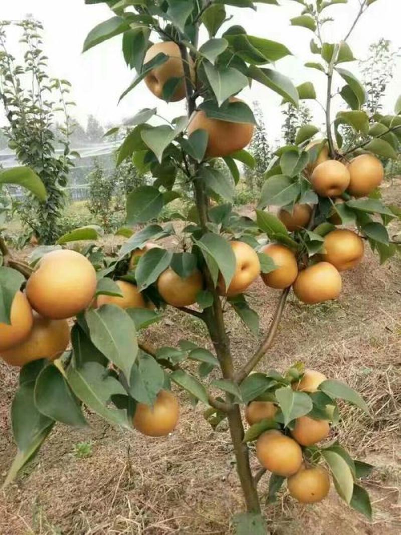 梨树苗金果梨苗晚熟特大果型丰产含糖度高金果梨树苗基地