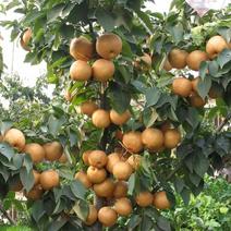 梨树苗金果梨苗晚熟特大果型丰产含糖度高金果梨树苗基地
