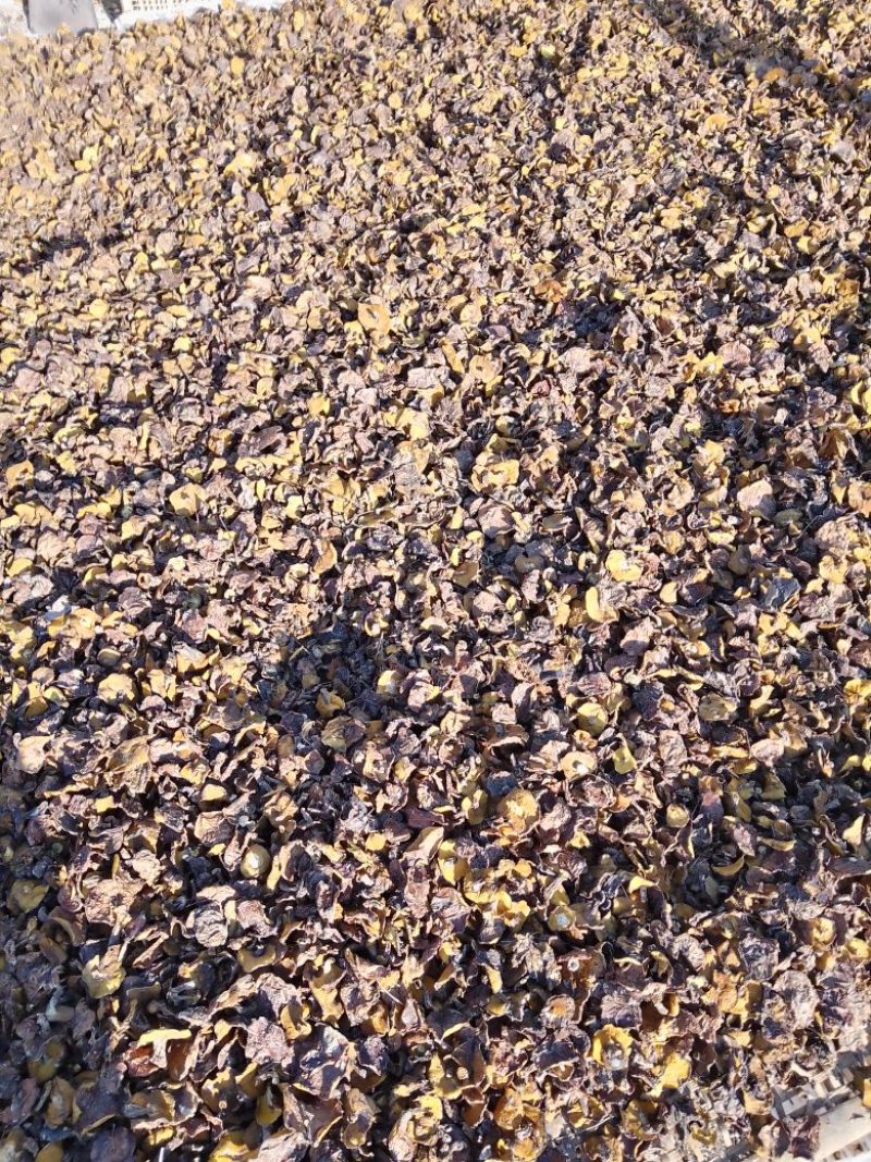 松磨干，大量现货，肉厚无虫。