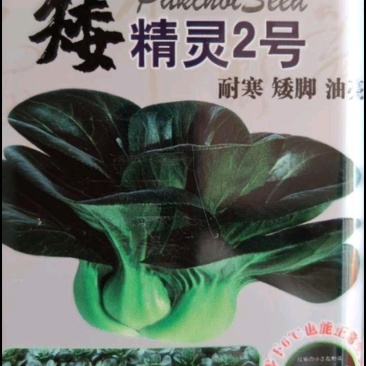 矮精灵2号，矮脚，耐寒，油亮。高产，