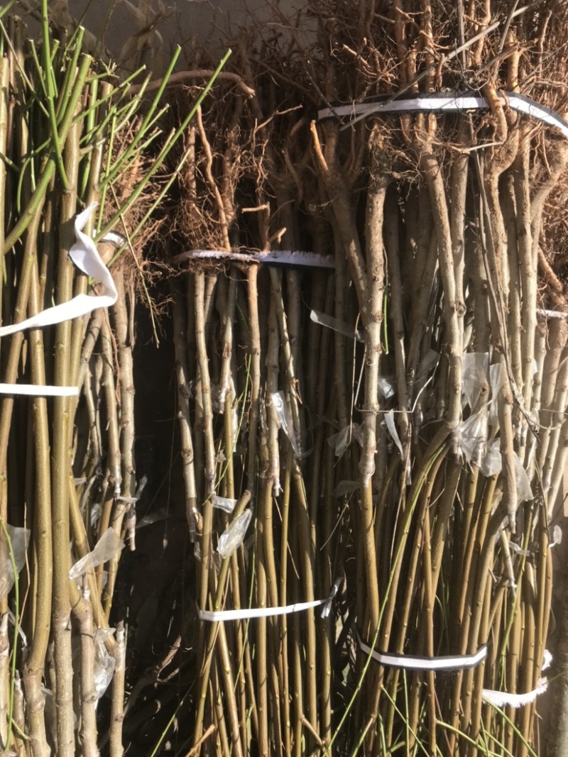 桃树苗