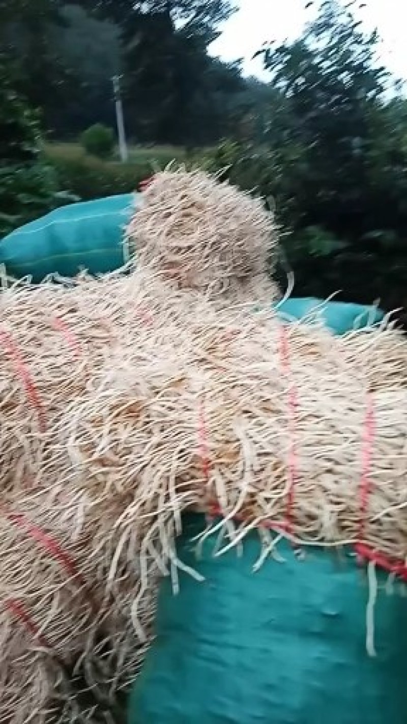 鱼腥草根