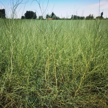 花棒苗-1年生花棒树苗农户自产自销基地直发欢迎来电合作