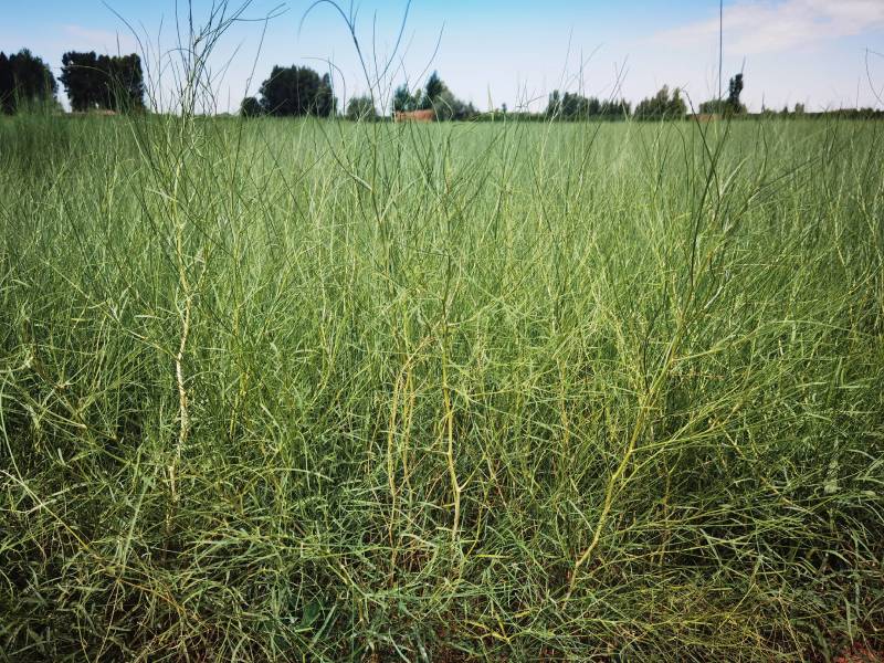 花棒苗-1年生花棒树苗农户自产自销基地直发欢迎来电合作