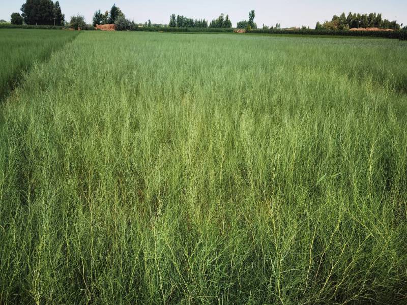 花棒苗-1年生花棒树苗农户自产自销基地直发欢迎来电合作