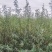沙棘苗江孜沙棘树苗农户自产自销一手货源基地直发视频看货