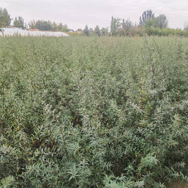 沙棘苗江孜沙棘树苗农户自产自销一手货源基地直发视频看货