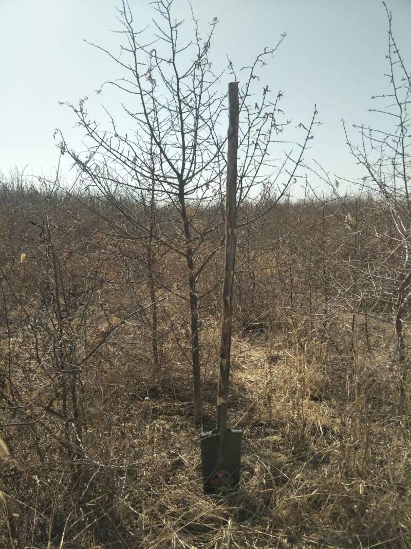 沙棘苗江孜沙棘树苗农户自产自销一手货源基地直发视频看货