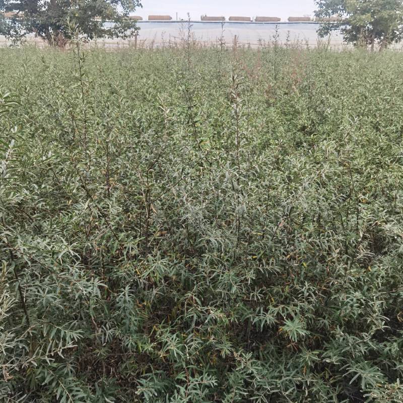 沙棘苗江孜沙棘树苗农户自产自销一手货源基地直发视频看货