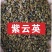 紫云英种子红花草种子养蜂蜜源高产绿肥牧草种子食用野菜种籽