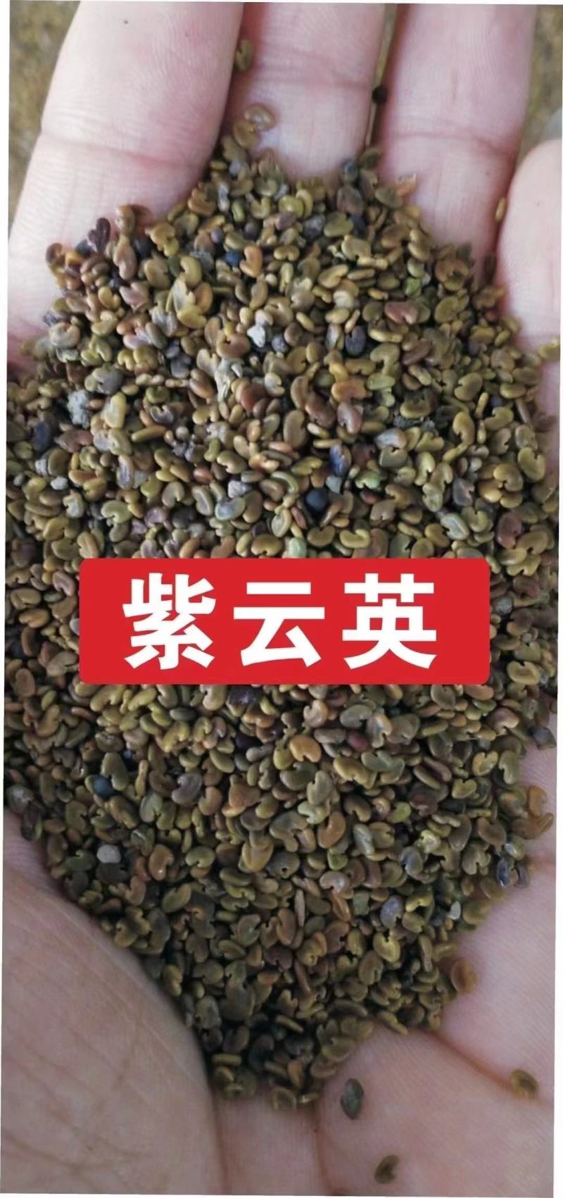 紫云英种子红花草种子养蜂蜜源高产绿肥牧草种子食用野菜种籽