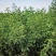 沙生槐-西藏狼牙刺甘肃砂生槐苗圃一手货源基地直发