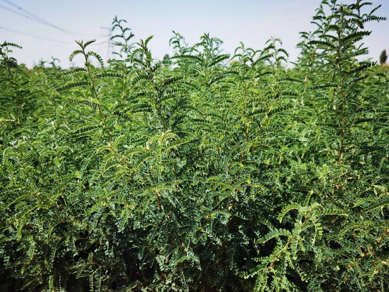沙生槐-西藏狼牙刺甘肃砂生槐苗圃一手货源基地直发