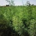沙生槐-西藏狼牙刺甘肃砂生槐苗圃一手货源基地直发