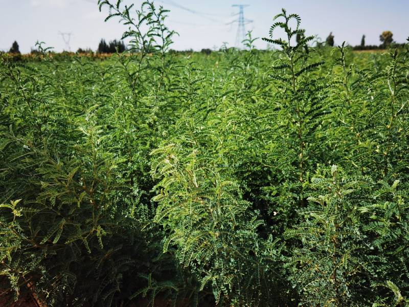 沙生槐-西藏狼牙刺甘肃砂生槐苗圃一手货源基地直发