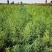 沙生槐-西藏狼牙刺甘肃砂生槐苗圃一手货源基地直发