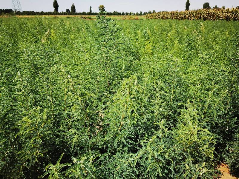 沙生槐-西藏狼牙刺甘肃砂生槐苗圃一手货源基地直发