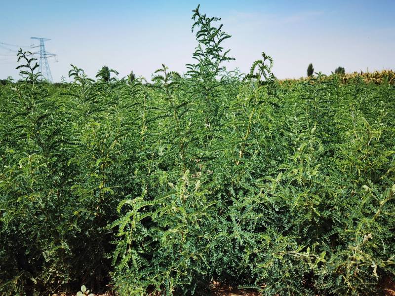 沙生槐-西藏狼牙刺甘肃砂生槐苗圃一手货源基地直发