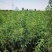沙生槐-西藏狼牙刺甘肃砂生槐苗圃一手货源基地直发