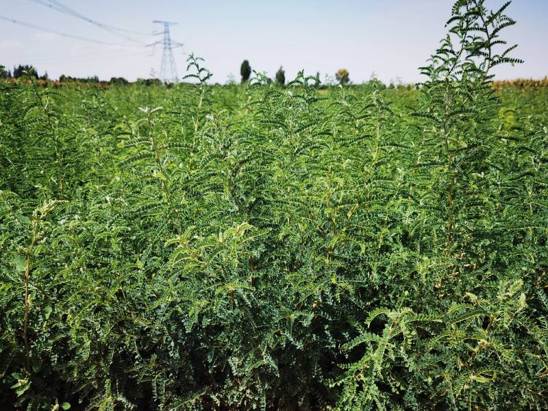 沙生槐-西藏狼牙刺甘肃砂生槐苗圃一手货源基地直发