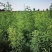 沙生槐-西藏狼牙刺甘肃砂生槐苗圃一手货源基地直发