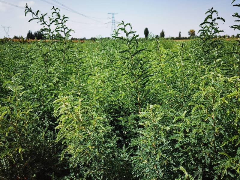 沙生槐-西藏狼牙刺甘肃砂生槐苗圃一手货源基地直发