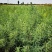 沙生槐-西藏狼牙刺甘肃砂生槐苗圃一手货源基地直发
