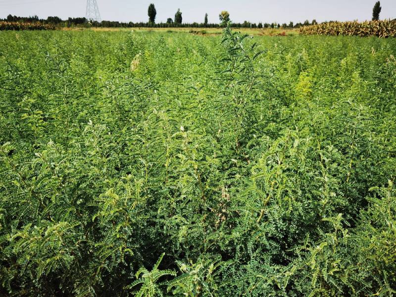 沙生槐-西藏狼牙刺甘肃砂生槐苗圃一手货源基地直发