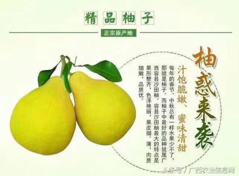 广西柚子容县沙田柚电商果大果靓果水分足基地直销特级产品