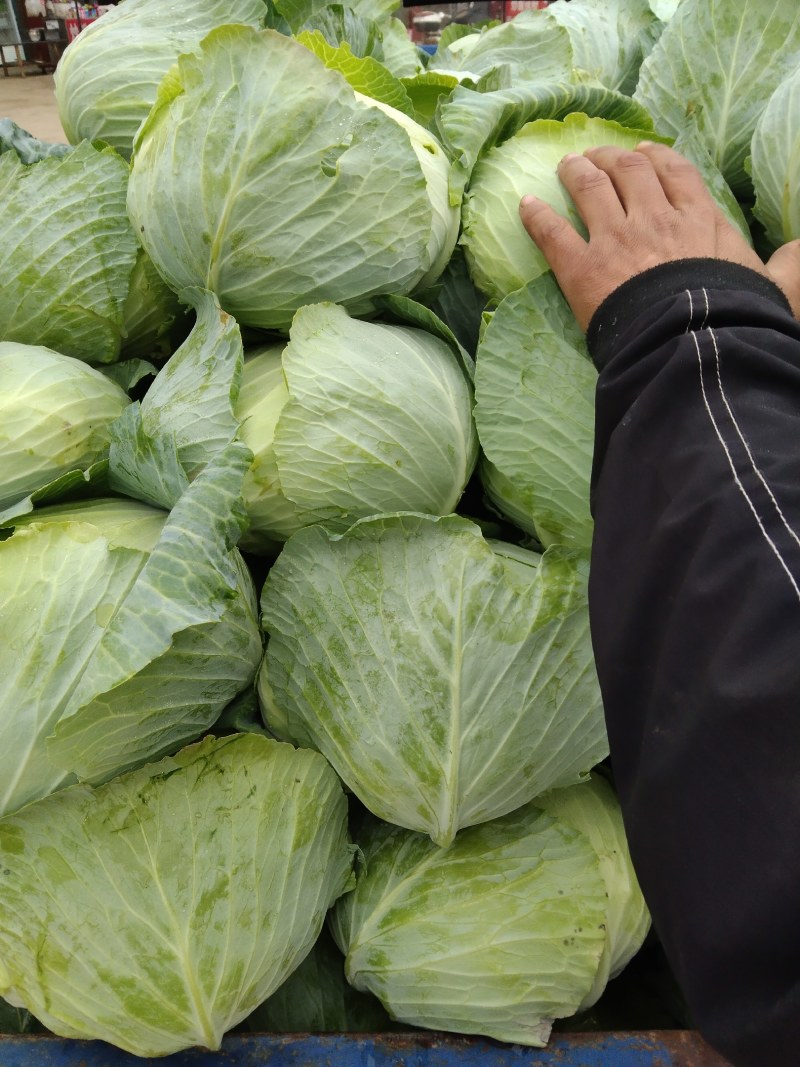 奥奇娜平包洋白菜
