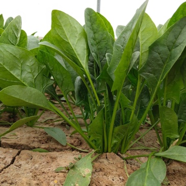 河南菠菜