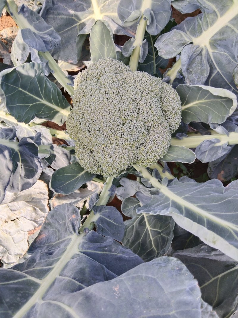 西兰花